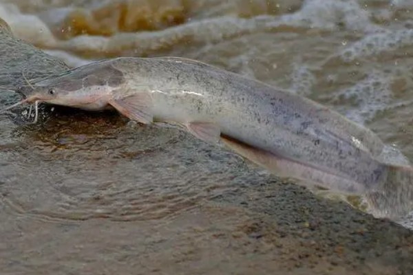 鲇鱼和鲶鱼的区别，二者没有区别