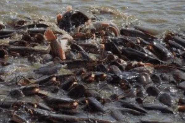 鲇鱼和鲶鱼的区别，二者没有区别