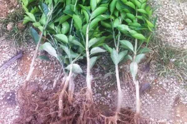 脐橙苗的价格，3到6元一棵不等