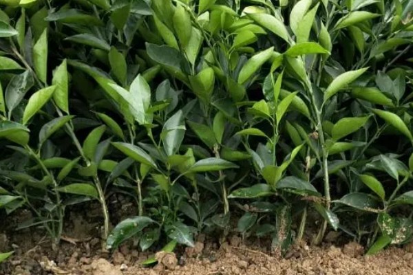 脐橙苗的价格，3到6元一棵不等