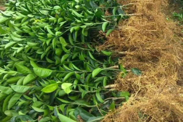 脐橙苗的价格，3到6元一棵不等