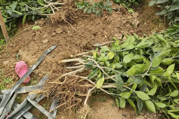 脐橙苗的价格，3到6元一棵不等