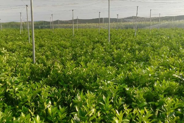 脐橙苗的价格，3到6元一棵不等