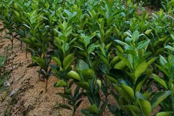 脐橙苗的价格，3到6元一棵不等