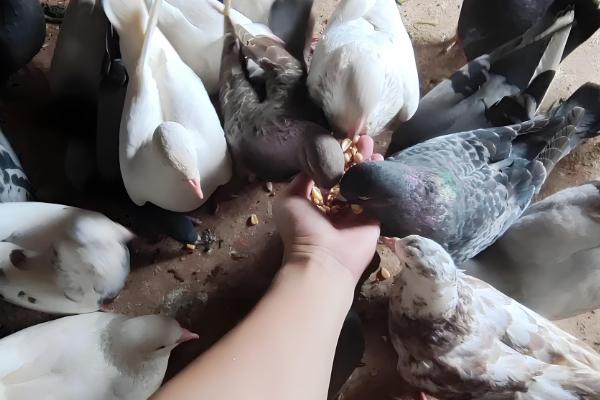 鸽子怎么饲养,每天投喂2次