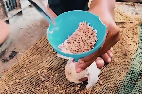 鸽子怎么饲养,每天投喂2次