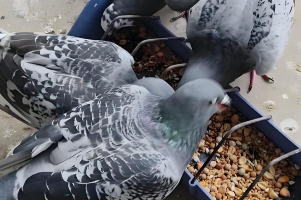 鸽子怎么饲养,每天投喂2次