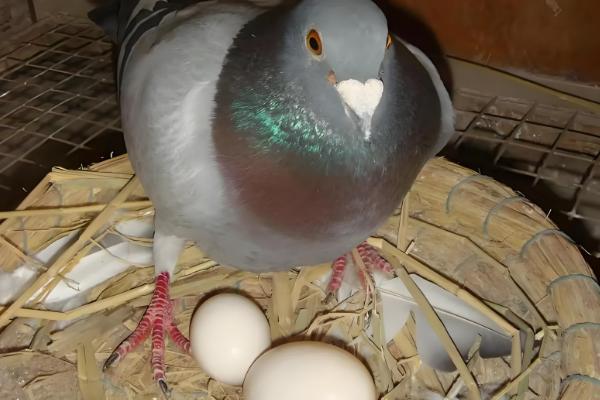 鸽子怎么饲养,每天投喂2次