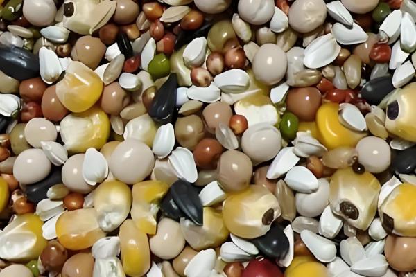 鸽子怎么饲养,每天投喂2次