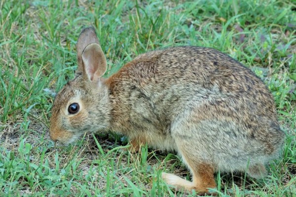 野兔的食物,以嫩草、野菜等食物为食