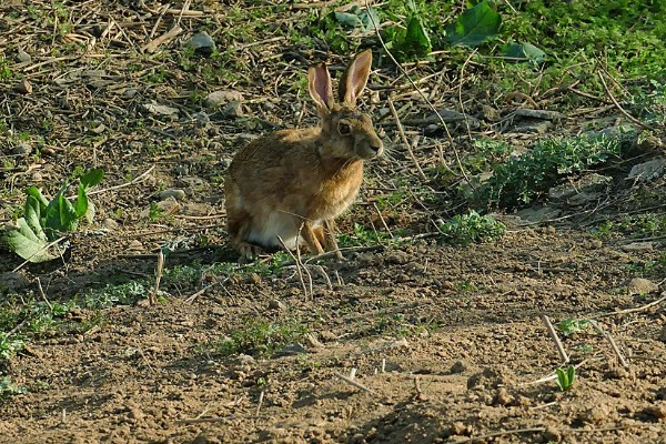 野兔的食物,以嫩草、野菜等食物为食