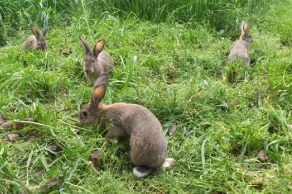野兔的食物,以嫩草、野菜等食物为食