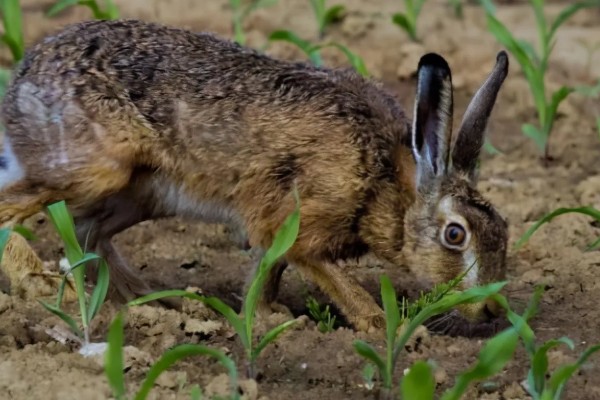 野兔的食物,以嫩草、野菜等食物为食