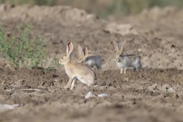 野兔的食物,以嫩草、野菜等食物为食