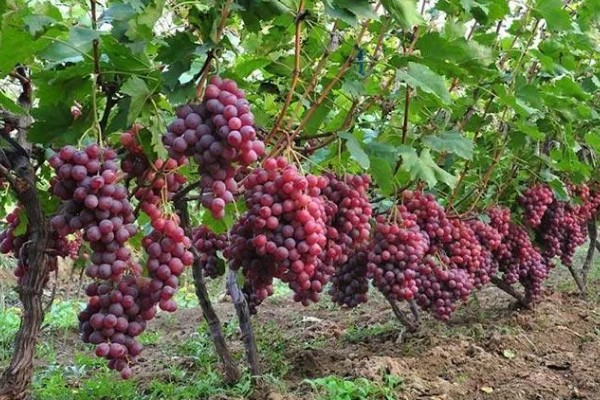 红提的成熟季节,适合生长在较为肥沃的环境中