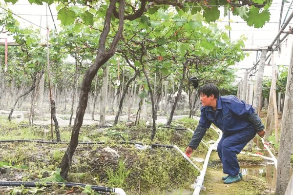 红提的成熟季节,适合生长在较为肥沃的环境中