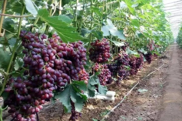 红提的成熟季节,适合生长在较为肥沃的环境中