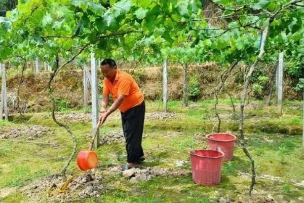 红提的成熟季节,适合生长在较为肥沃的环境中