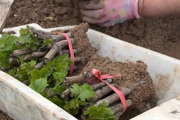 红提的成熟季节,适合生长在较为肥沃的环境中