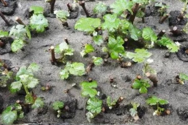 红提的成熟季节,适合生长在较为肥沃的环境中