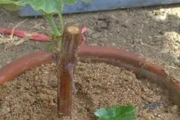 红提的成熟季节,适合生长在较为肥沃的环境中