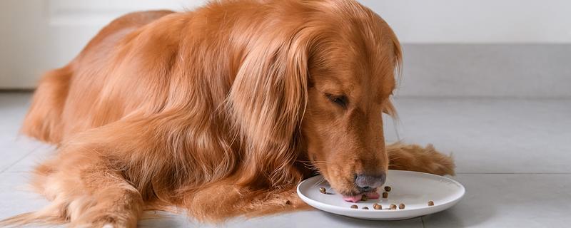 狗吃哪些东西会死，不可吃尖锐的骨头、肝脏等