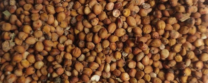 朱缨花种子属于什么，它的种子是繁殖体