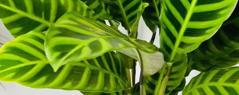 冬天可以种植竹芋吗,是可以种植的