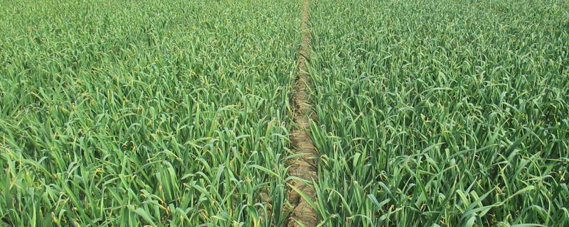 种植大蒜施什么肥，拔节期亩施硝基复合肥20-25公斤左右