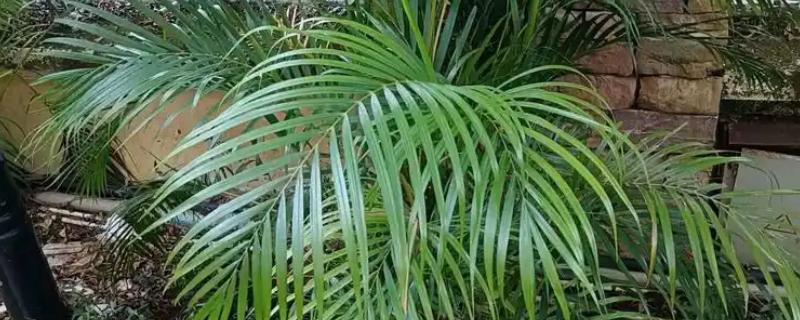 散尾葵开花要拔掉吗，需要拔掉