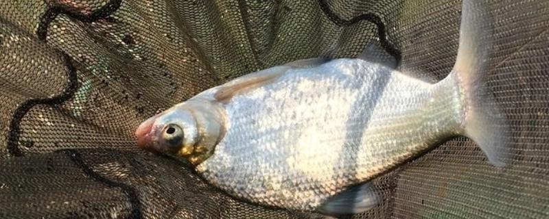 钓鳊鱼用什么味型的饵料，推荐草香、酒香等味型