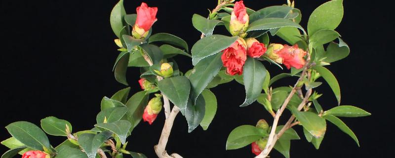 新栽茶花如何判断是否服盆，叶子展开无褶皱和掉落情况