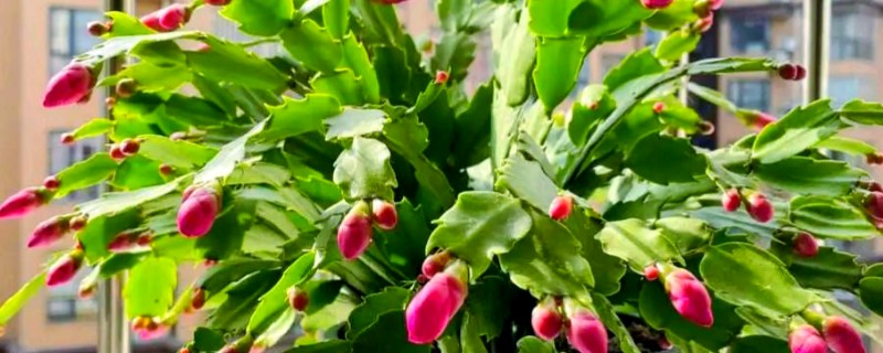 冬天养殖蟹爪兰有哪些禁忌，不可露天养殖