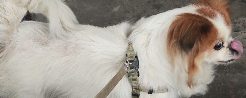 狗狗为什么会发烧，可能是身体受伤、耳道或尿路感染等因素造成