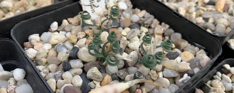 多肉弹簧草的养殖方法，每日需要充足的光照