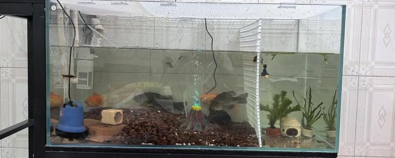 新鱼缸消毒用什么，推荐高锰酸钾、二氧化氯等