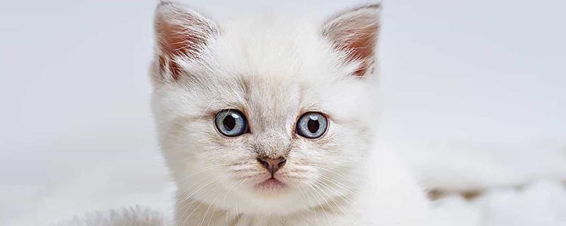 猫咪肠道冠状病毒的表现，食欲下降、呕吐、腹泻等