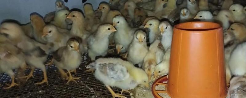 小鸡能喝牛奶吗，不可喝牛奶