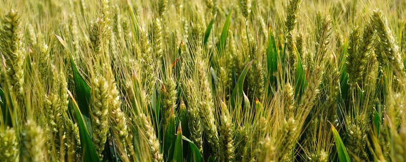 石新633小麦和石新828小麦的产量对比，在区域试验和生产试验中石新633的产量更高