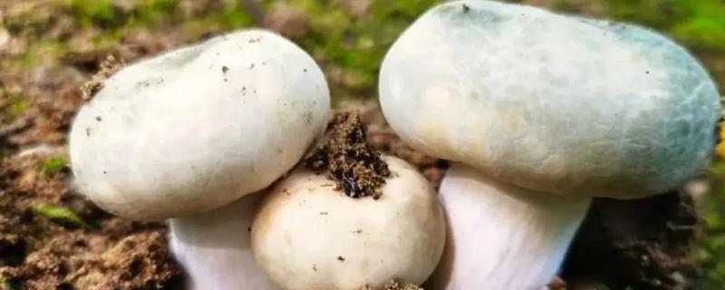 青头菌的价格，伞盖未打开时一公斤售价80元左右