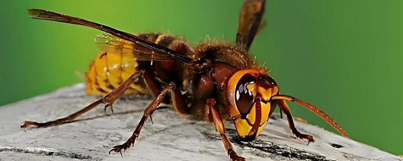 被马蜂蛰了怎么办，夹出毒针再用弱酸性溶液冲洗被蛰处