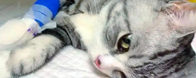 1个半月的猫如何防治跳蚤，使用体外驱虫滴剂可灭杀皮肤表层的寄生虫