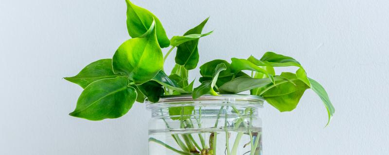 绿萝能用水泡着养吗，不可用水泡着养