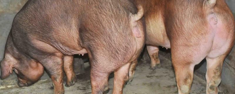 杜洛克猪的体重，成年公猪可达到350-450斤左右