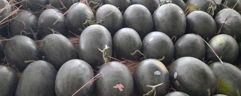 黑美人西瓜与麒麟西瓜的区别，颜色、形状、甜度等方面都不同