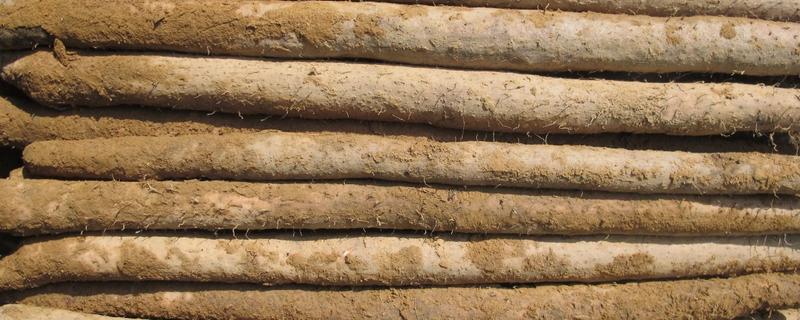 淮山药和普通山药有什么区别，外观、品质、产地等方面均不同