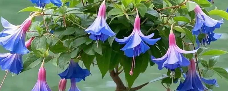 灯笼花怎么养殖，夏季每天浇一次水