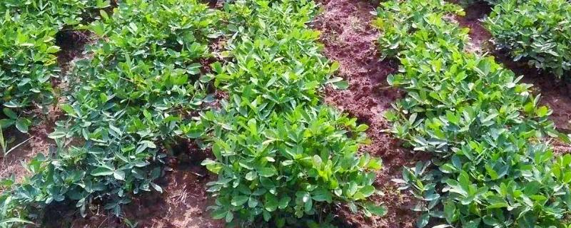 哪些花生出油率高，海花1号、丰华1号等品种出油多