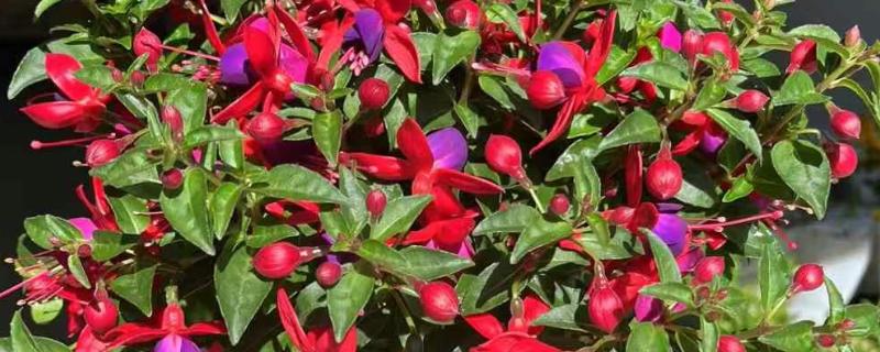 灯笼花如何修剪，开花后需要修剪一次