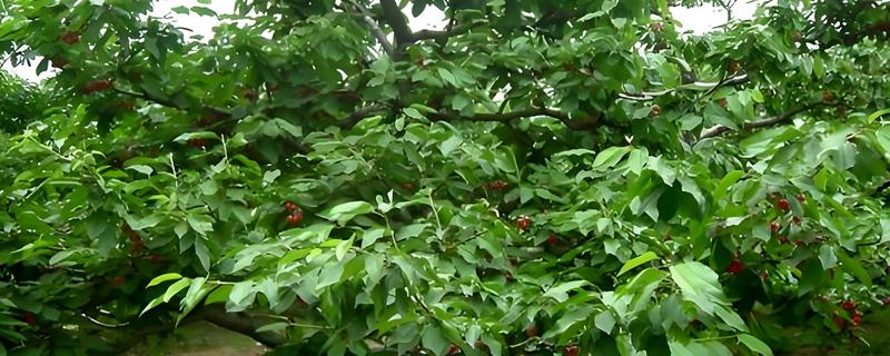 樱桃树哪种树形最好，自由纺锤形是适宜选择